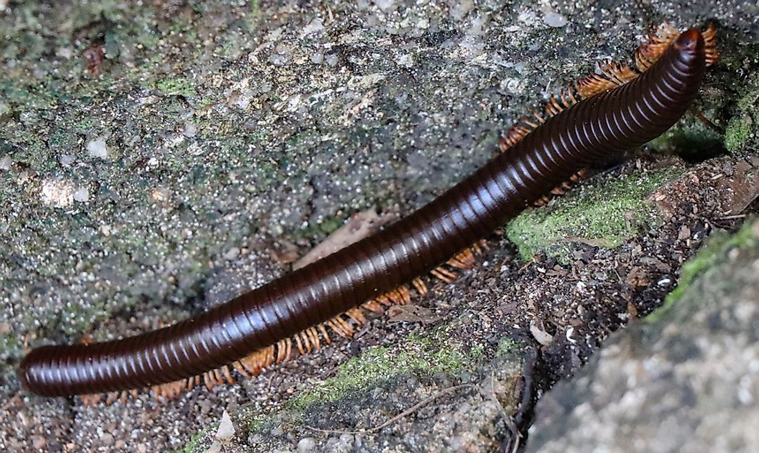 The African Goliath millipede (Archispirostreptus gigas) is one of the biggest of the millipedes.