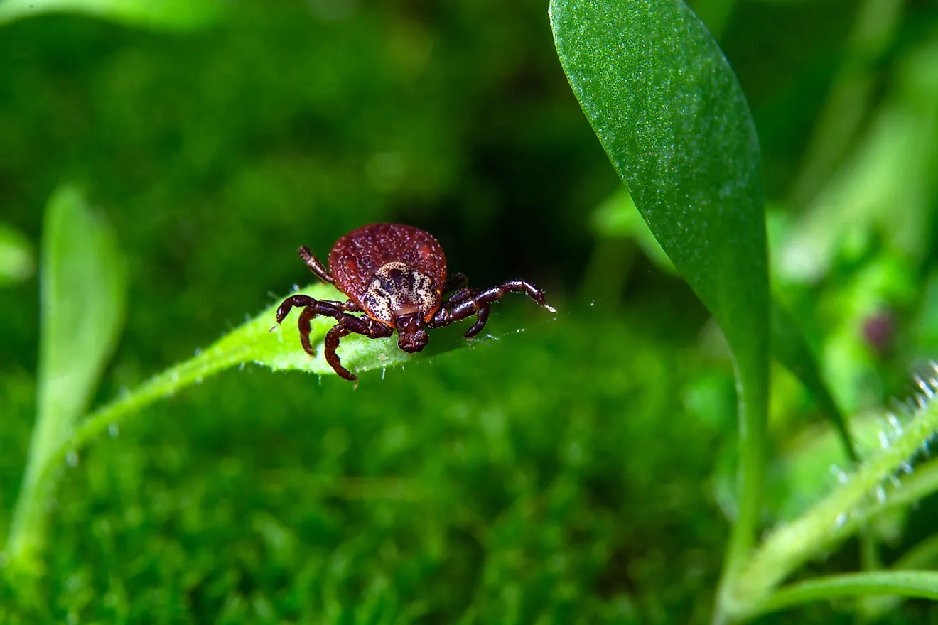 Tick awaits chance to grab onto passing creature. Via Shutterstock / Oleksandr Yuchynskyi.