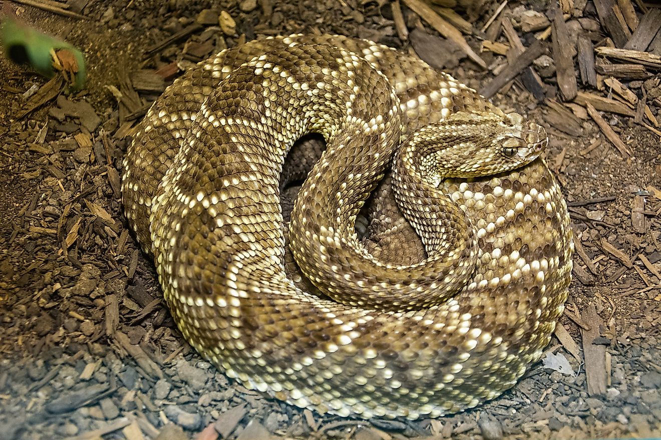 South American Rattlesnake (Crotalus durissus terrificus). Image credit: Alizada Studios/Shutterstock.com