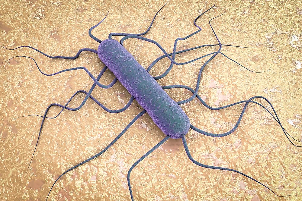A 3D closeup of listeria.