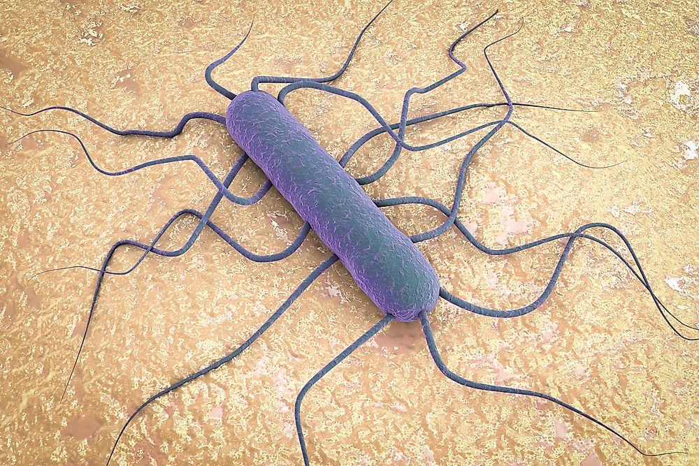 A 3D closeup of listeria. 