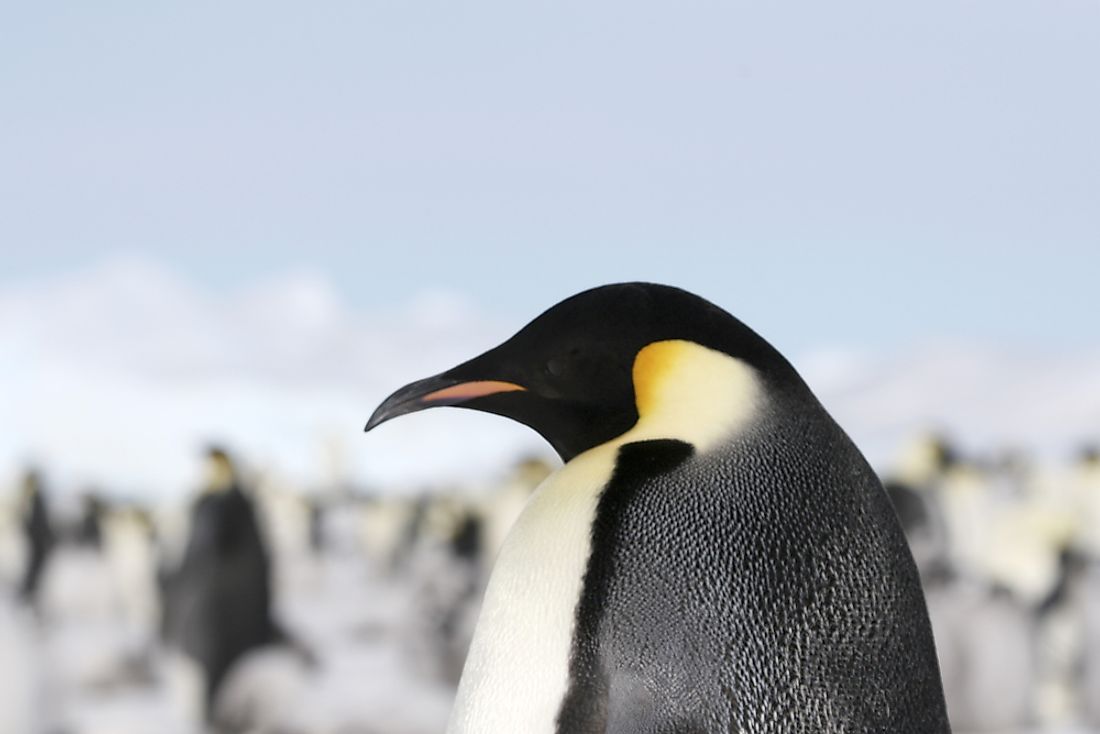 The colossus penguin, as its name would suggest, was even taller than the empire penguin, the tallest of all extant penguin species.