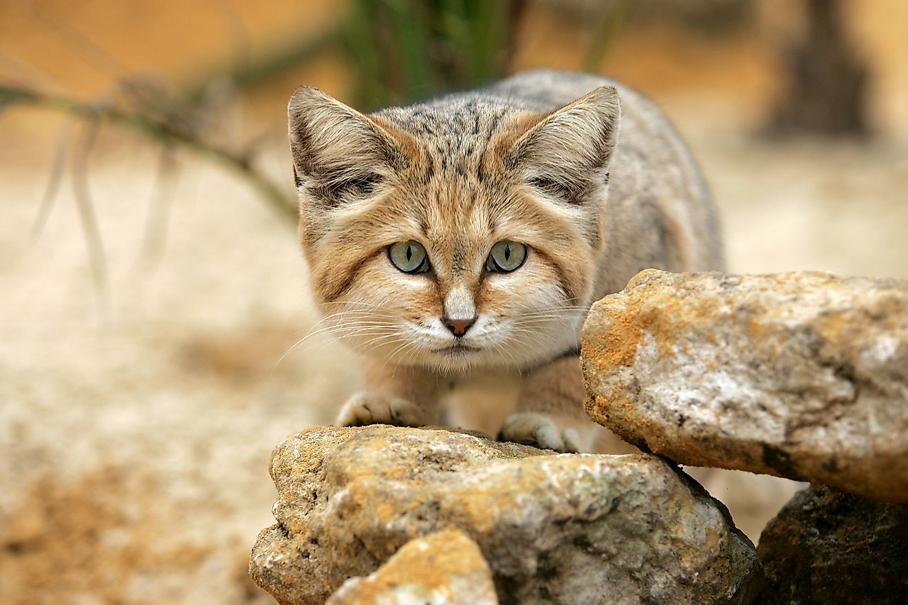 A sand cat in the Arabian Desert. Image credit: slowmotiongli/Shutterstock.com
