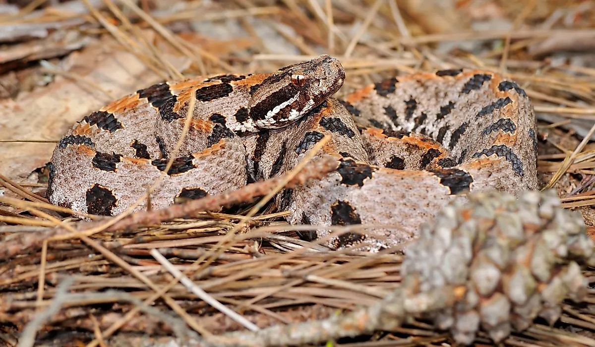 Western Pygmy Rattlesnake in natural environment.