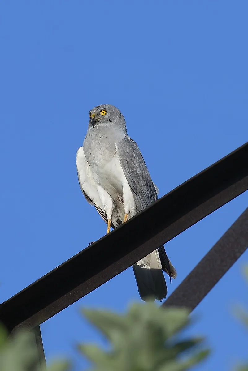 Adult male Hen Harrier.