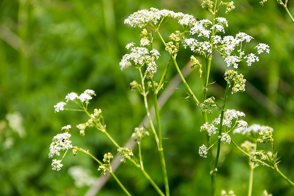 Water hemlock, Cicuta maculata.