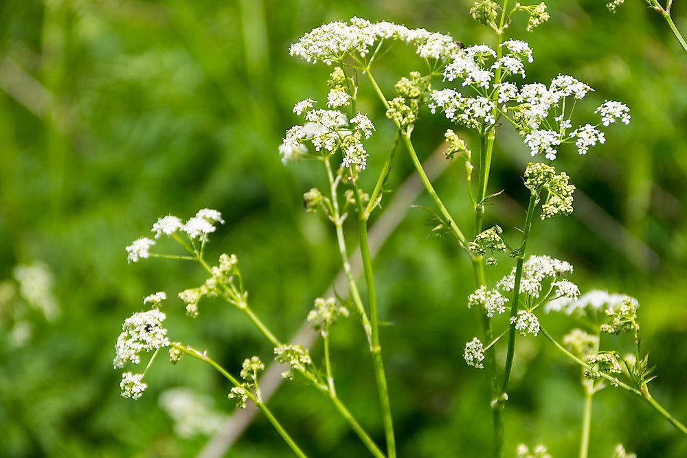 Water hemlock, Cicuta maculata. 