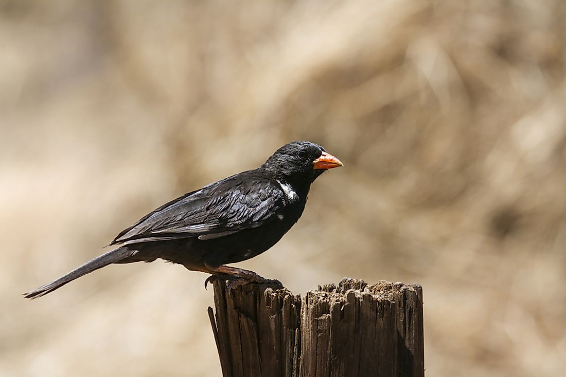 A red-billed buffalo weaver in South Africa. 