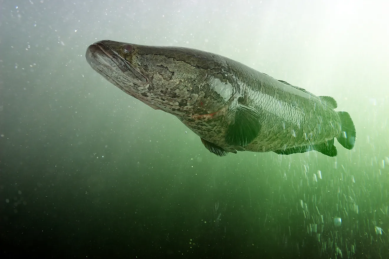 Northern snakehead under water. Channa argus. Asian fish, invasive in USA (Alex Coan / Shutterstock)