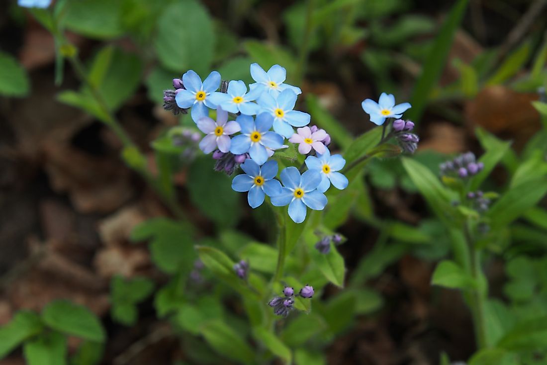  The wild native alpine forget-me-not.