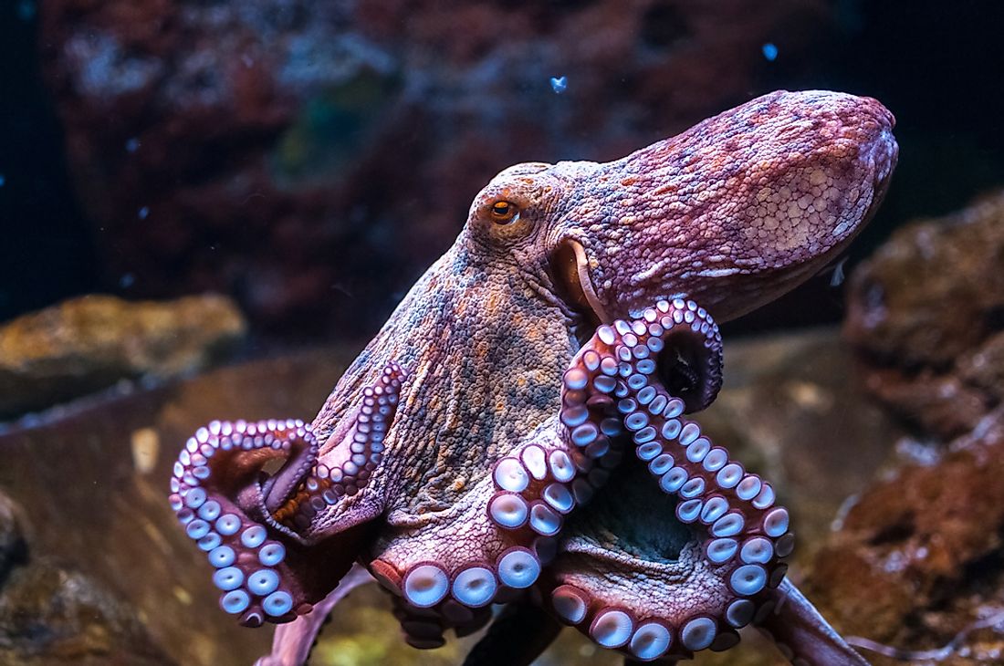 An octopus swims in the sea. 