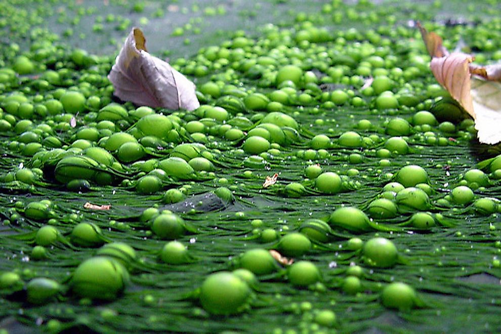 A eutrophic lake with algal blooms.