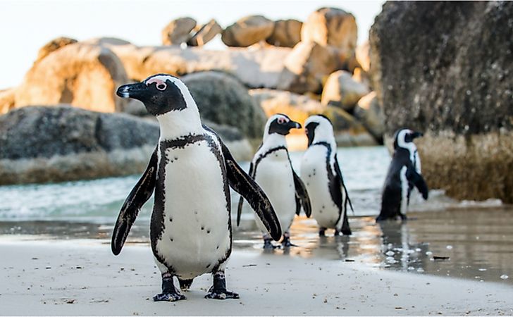 African penguin on a sandy beach.