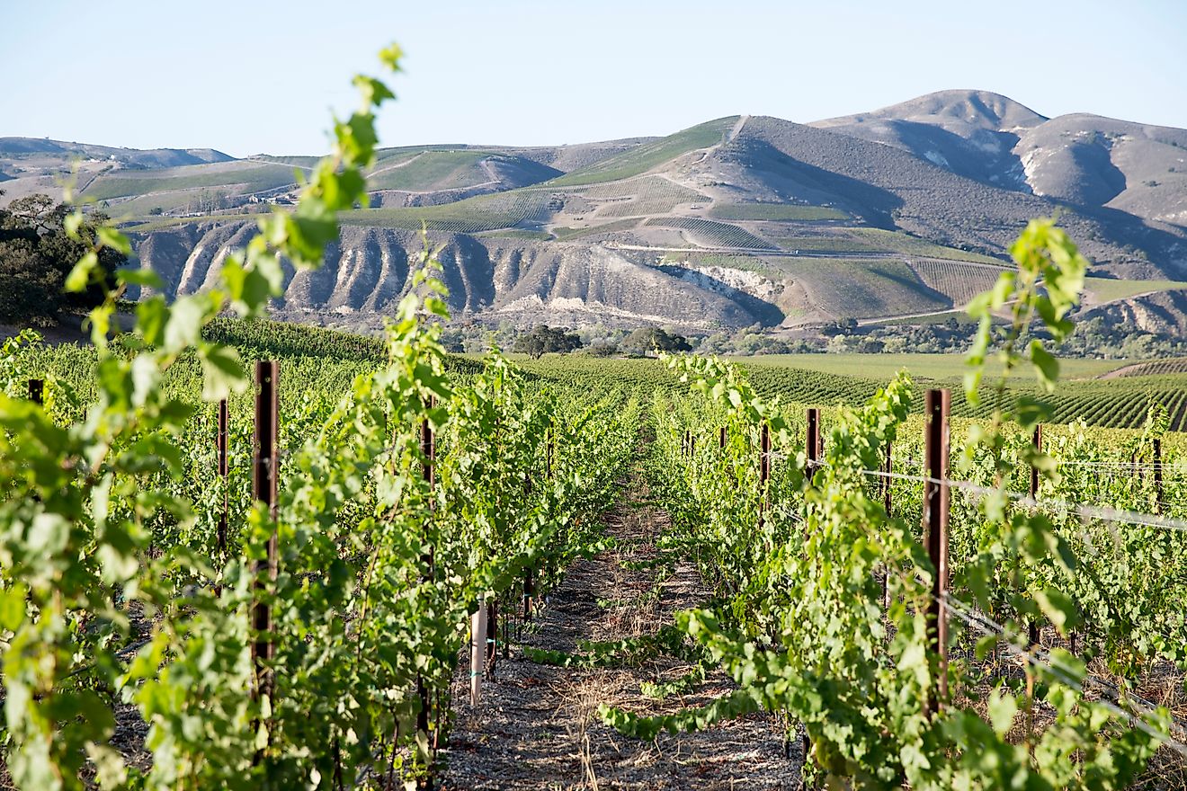 A vineyard in Buellton, California. Photo courtesy of Discover Buellton