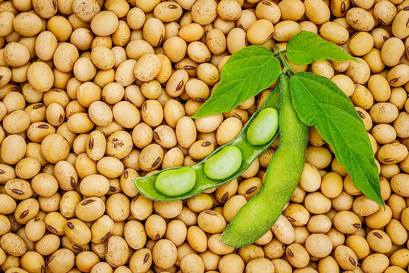 Soybeans. Image credit: Nnattalli/Shutterstock.com