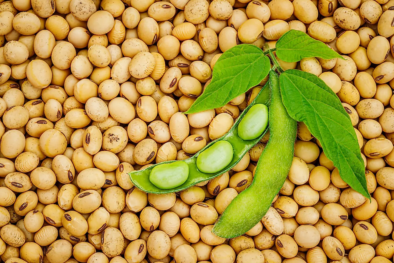 Soybeans. Image credit: Nnattalli/Shutterstock.com