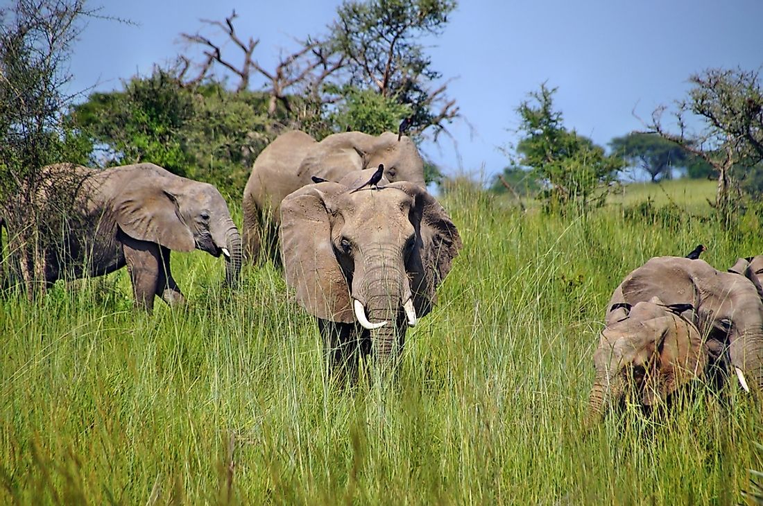 Elephant grass can grow to 15 feet tall in some areas with the tropical savanna climate. 