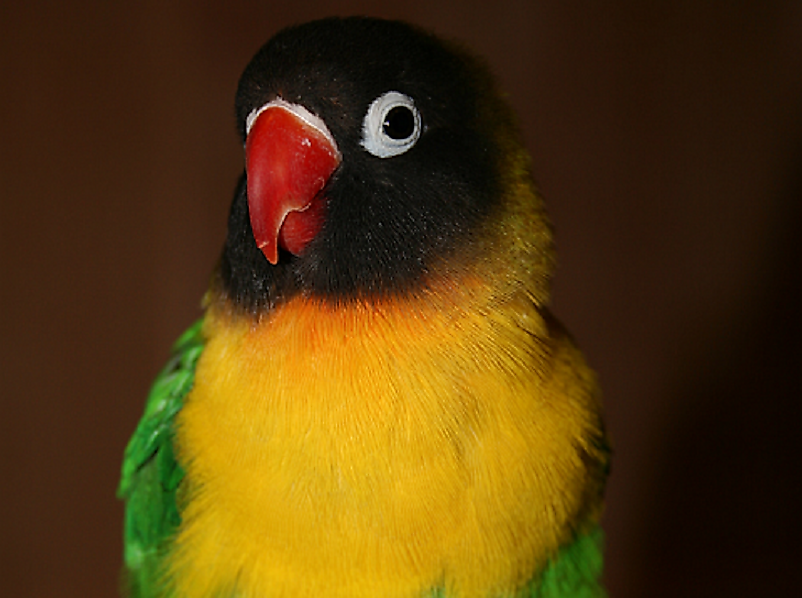A Yellow-Collared Lovebird.