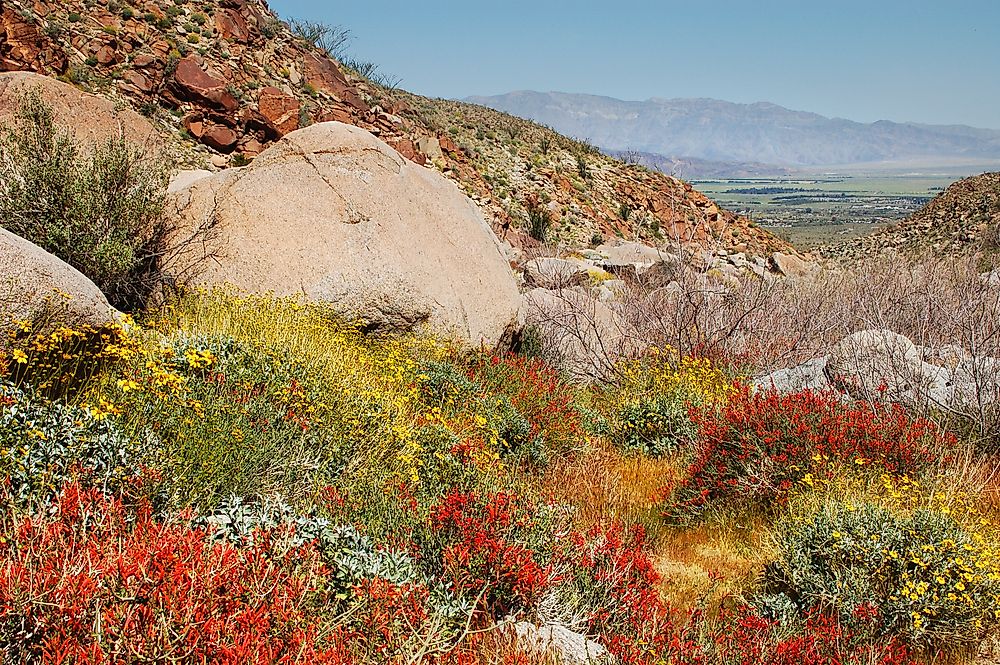 Anza-Borrego Desert State Park is the largest desert state park in the US.