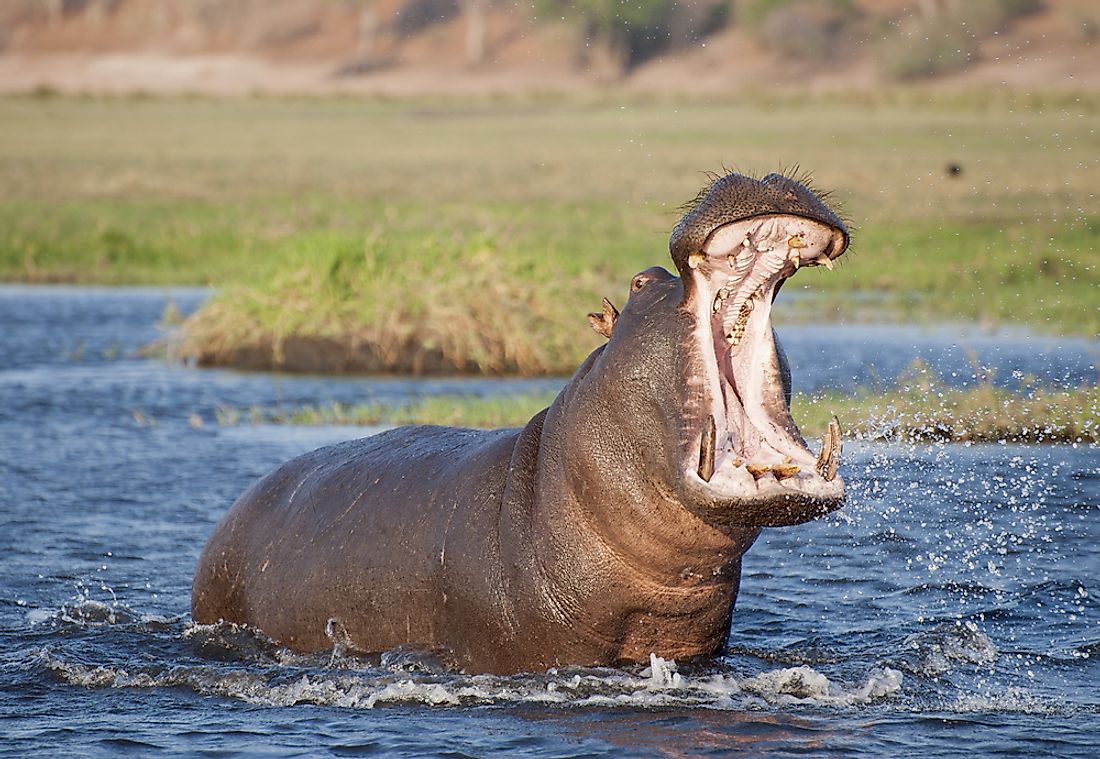 Hippopotamuses have 16 inch long fangs jutting out from their bottom jaws.