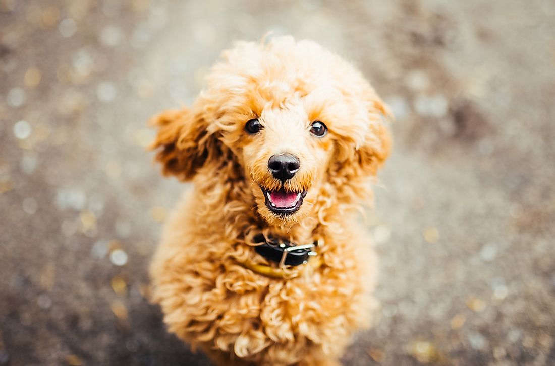 A miniature poodle puppy. 