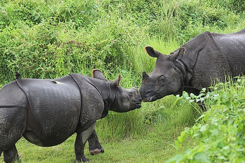 A female Indian rhino and her calf in Nepal's Chitwan National Park.