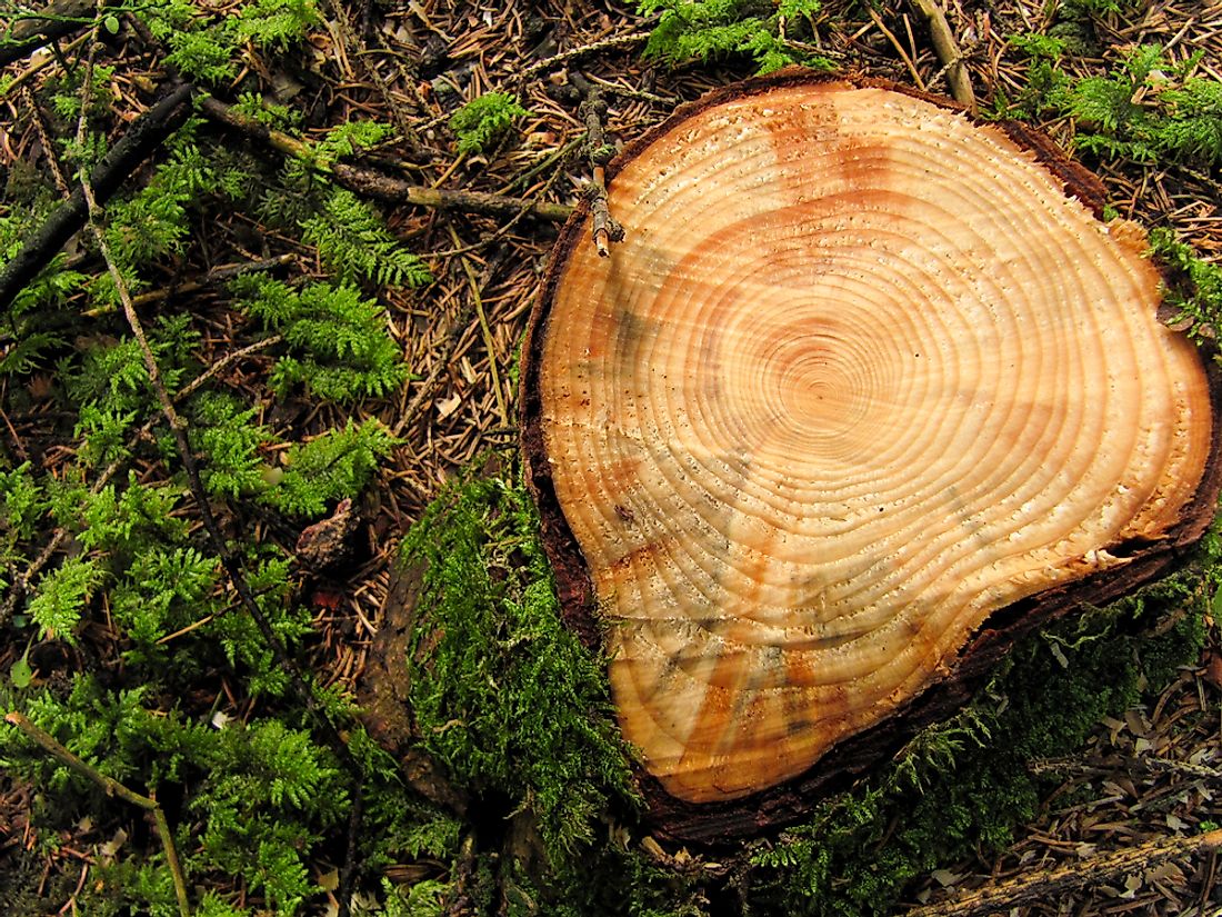 Tree rings are studied in both paleoclimatology and paleotempestology.