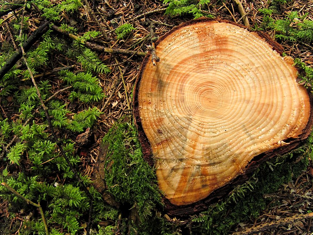 Tree rings are studied in both paleoclimatology and paleotempestology.