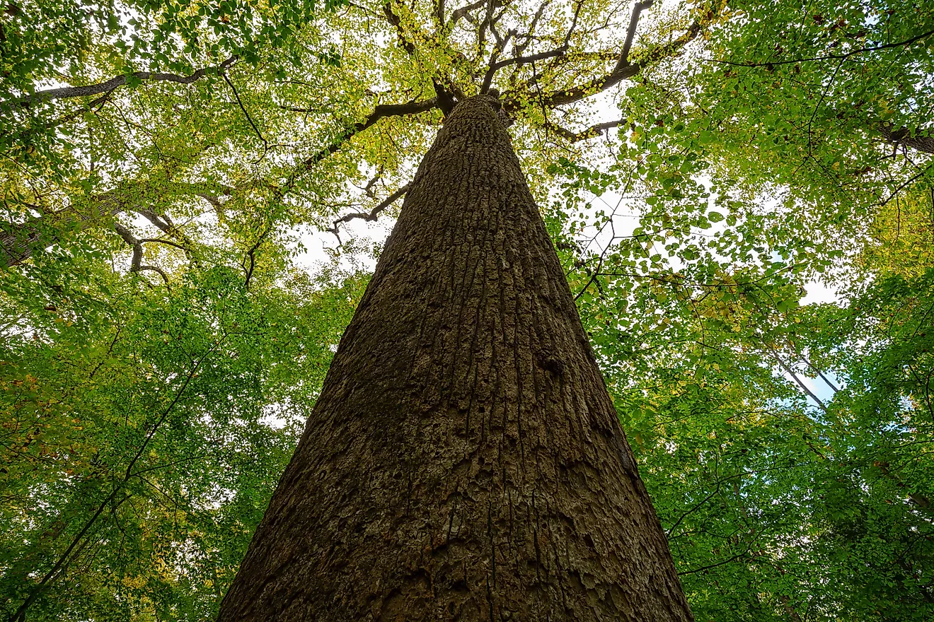 The Big Trees of Joyce Kilmer Memorial Forest, Appalachian Mountains, North Carolina. Credit: Beach Creatives / Shutterstock