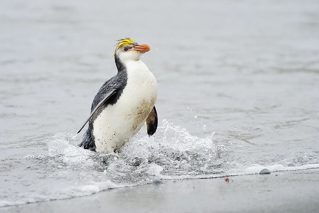 A royal penguin on Macquarie Island. 