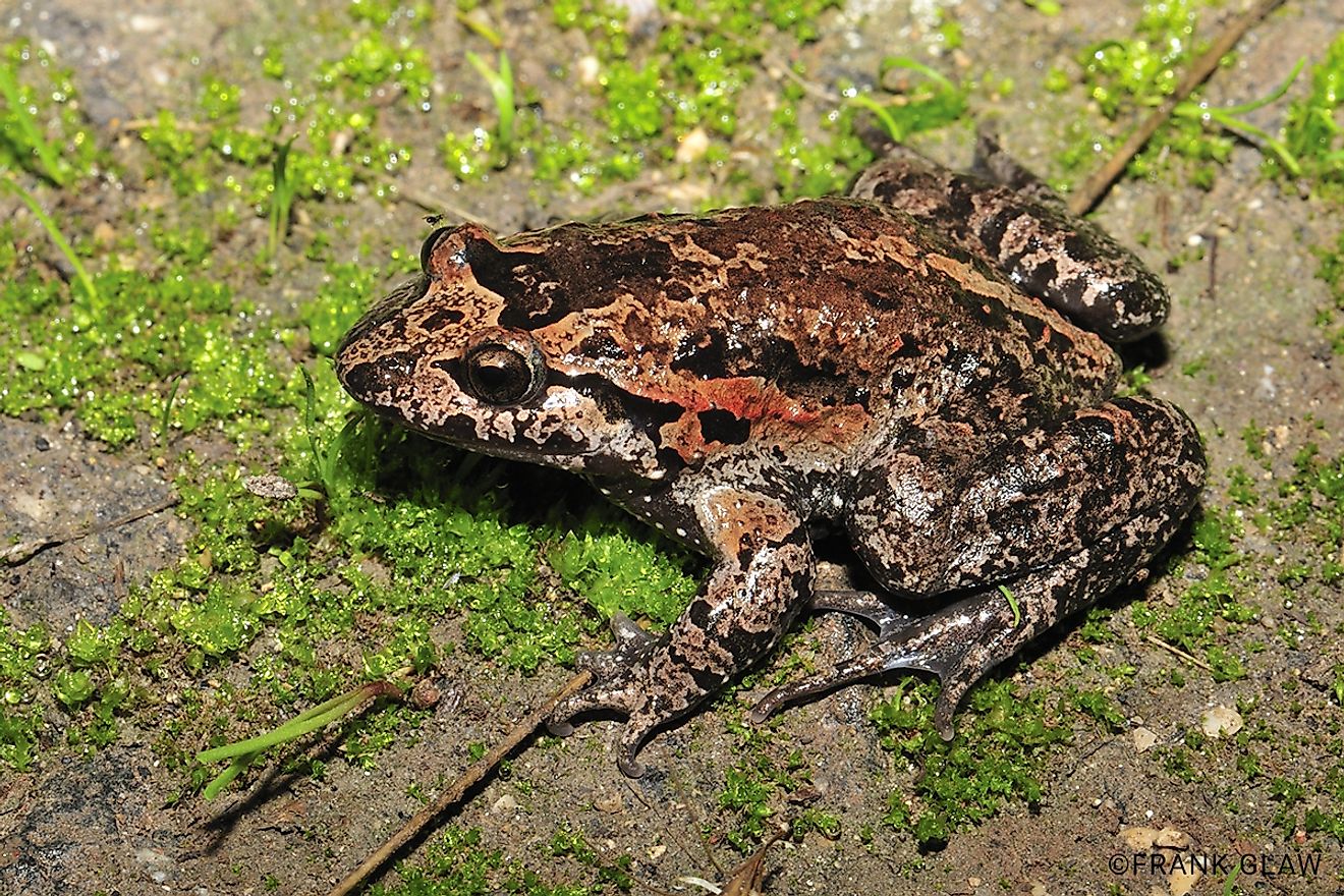 The Hula painted frog was thought to be extinct until it was rediscovered in 2011. Image credit: edgeofexistence.org