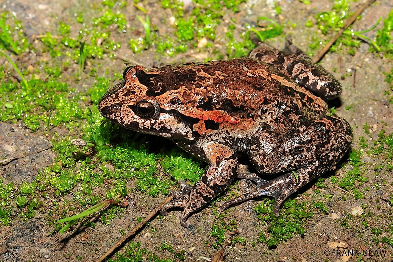 The Hula painted frog was thought to be extinct until it was rediscovered in 2011. Image credit: edgeofexistence.org