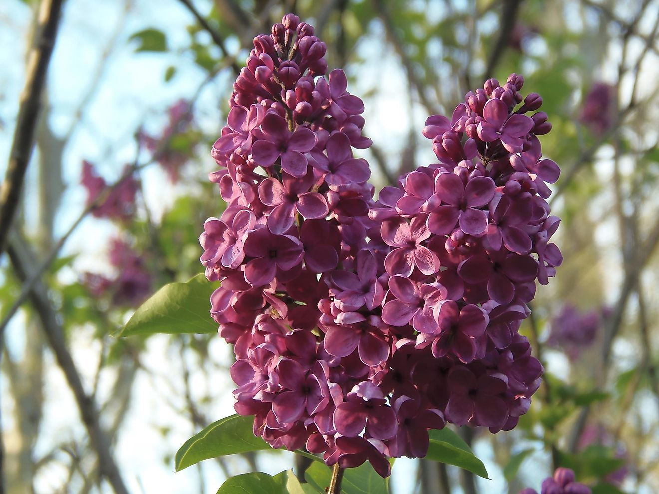 Lilacs blooming at the lilac festival