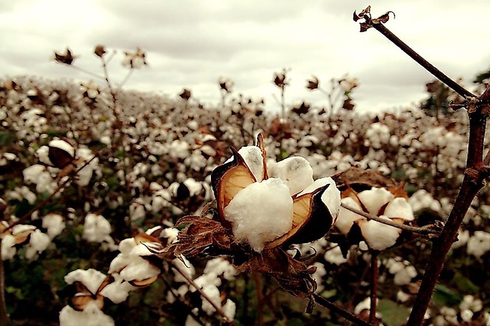 Cotton is an important cash crop grown in India.