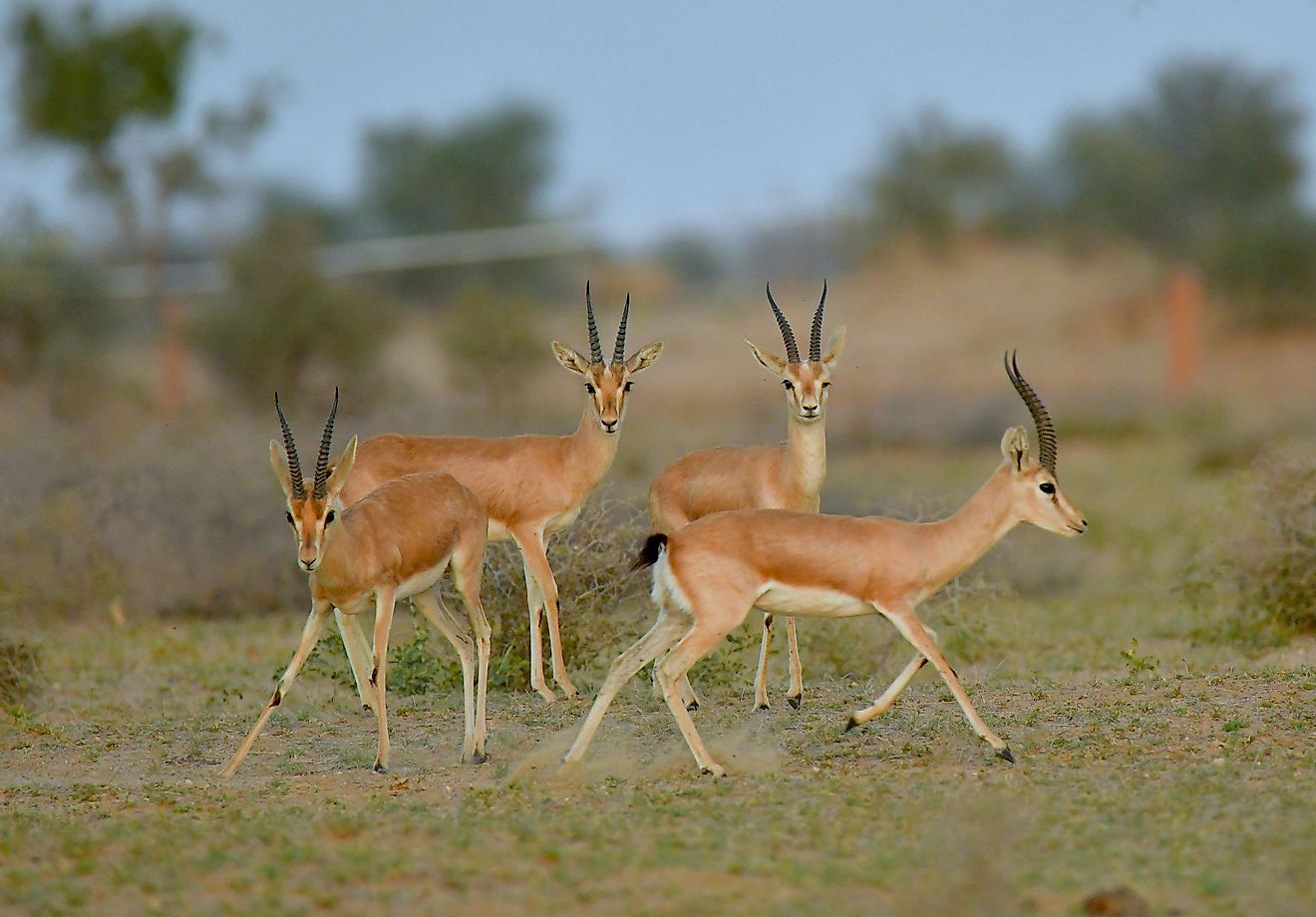 Indian gazelles or chinkaras in Rajasthan, India.