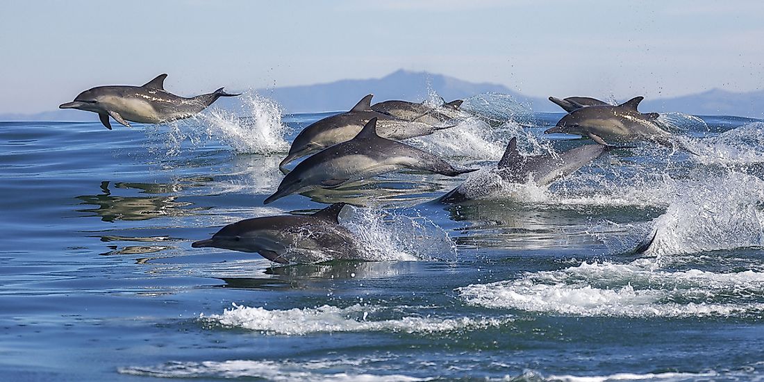 Pod of dolphins leap out of the water. 