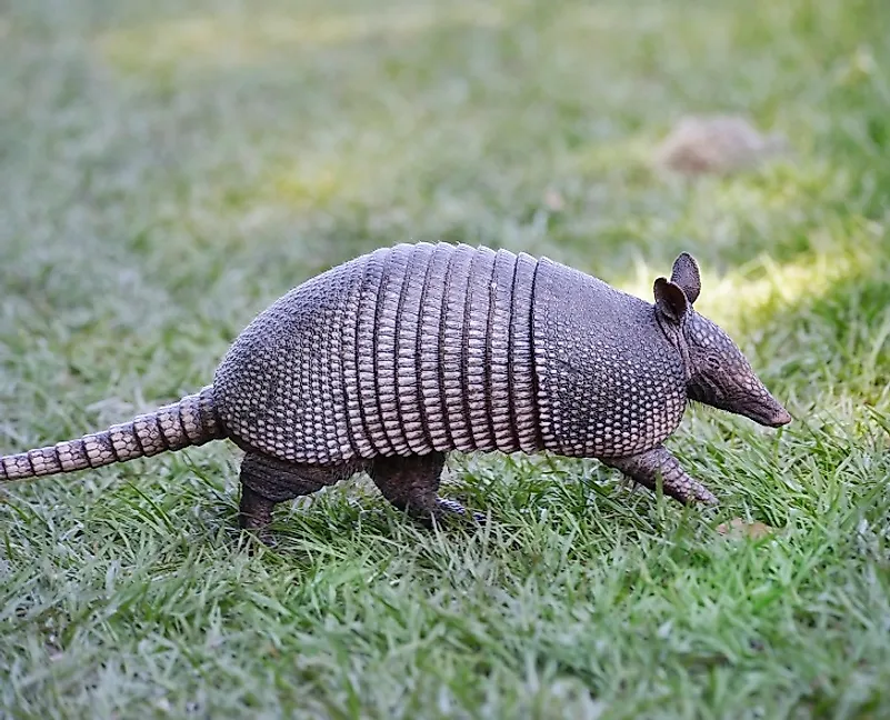 Armadillos - Animals Of The Americas - WorldAtlas