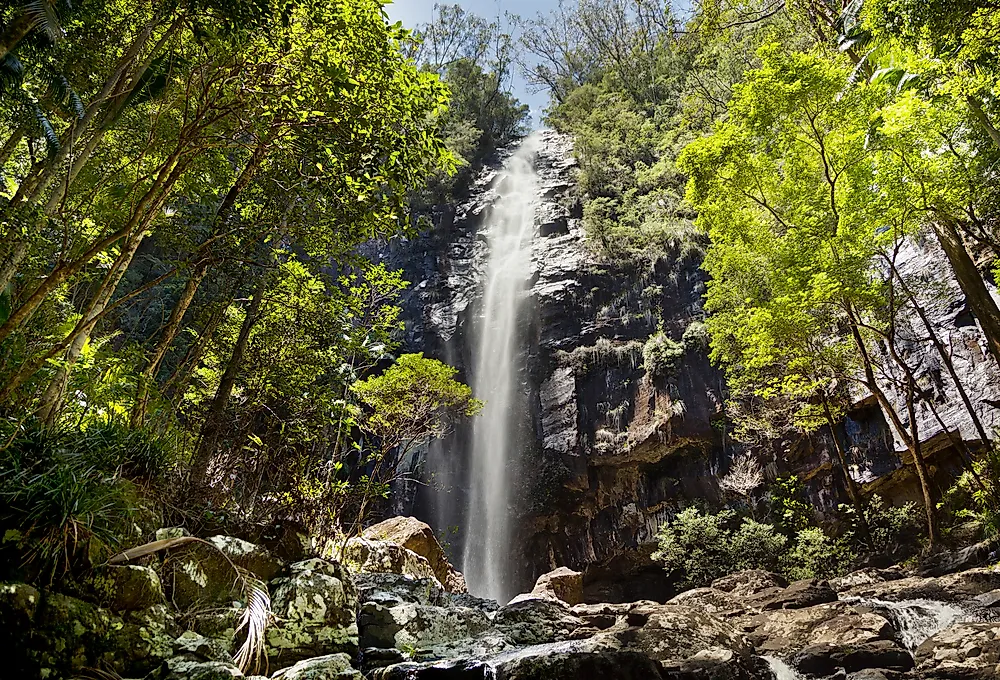 The Gondwanan rainforest in New South Wales, Australia.