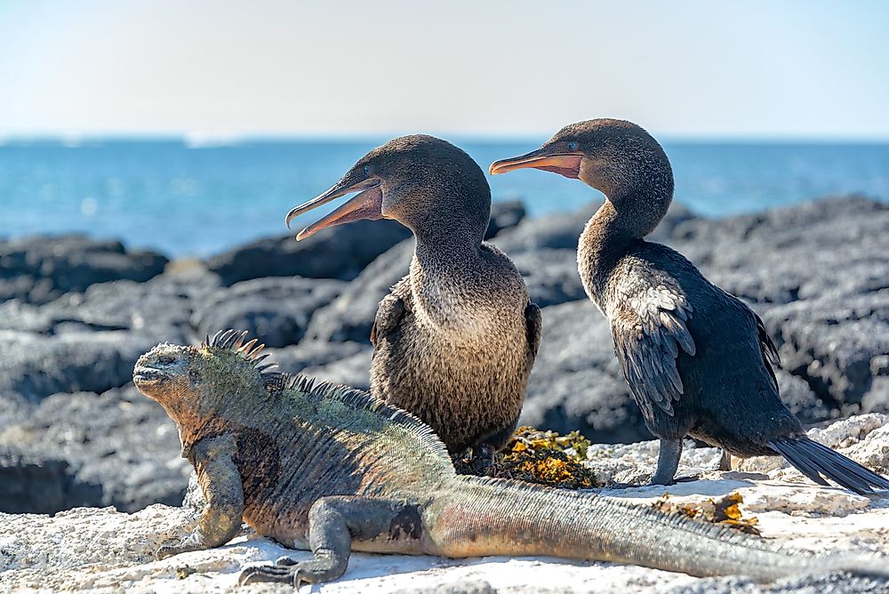 Two flightless comorants sit next to a marine iguana in the Galapagos Islands.