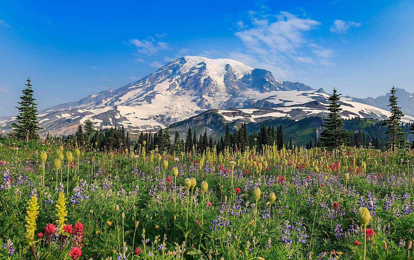 Summer alpine wild flower meadow, Mount Rainier National Park, Washington, US.