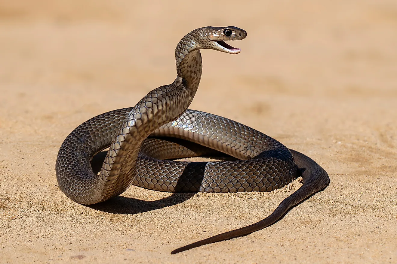 Eastern Brown Snake in defensive stance. 