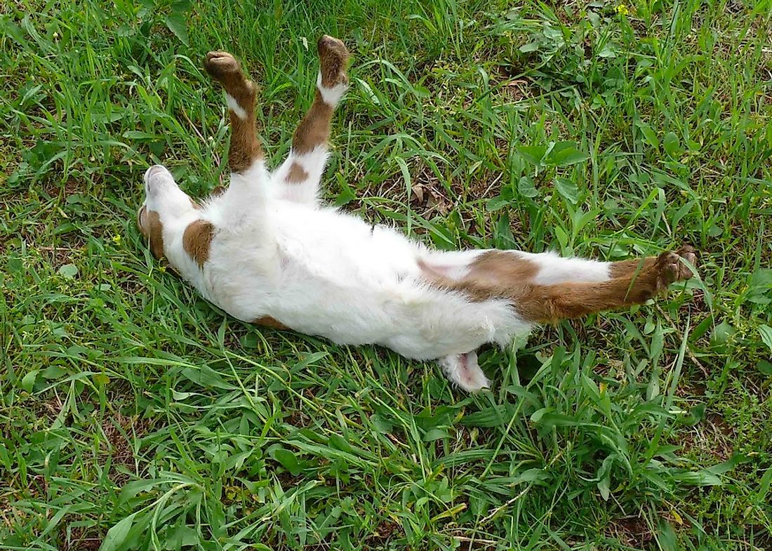 Myotonic or fainting goat.