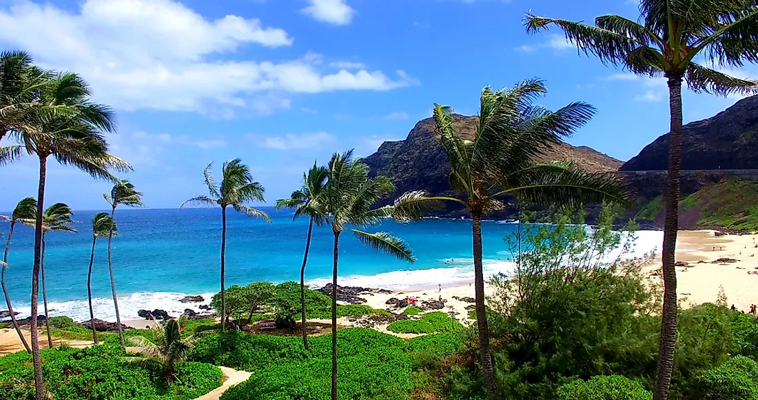 Although palm trees are a common sight in Hawaii, only one palm tree is native to the island.