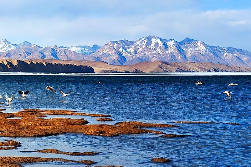 Bar-head geese take to the air from the shores of Manasarovar.