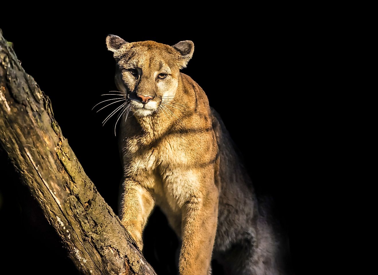 Florida Panther Facts: Animals of North America - WorldAtlas