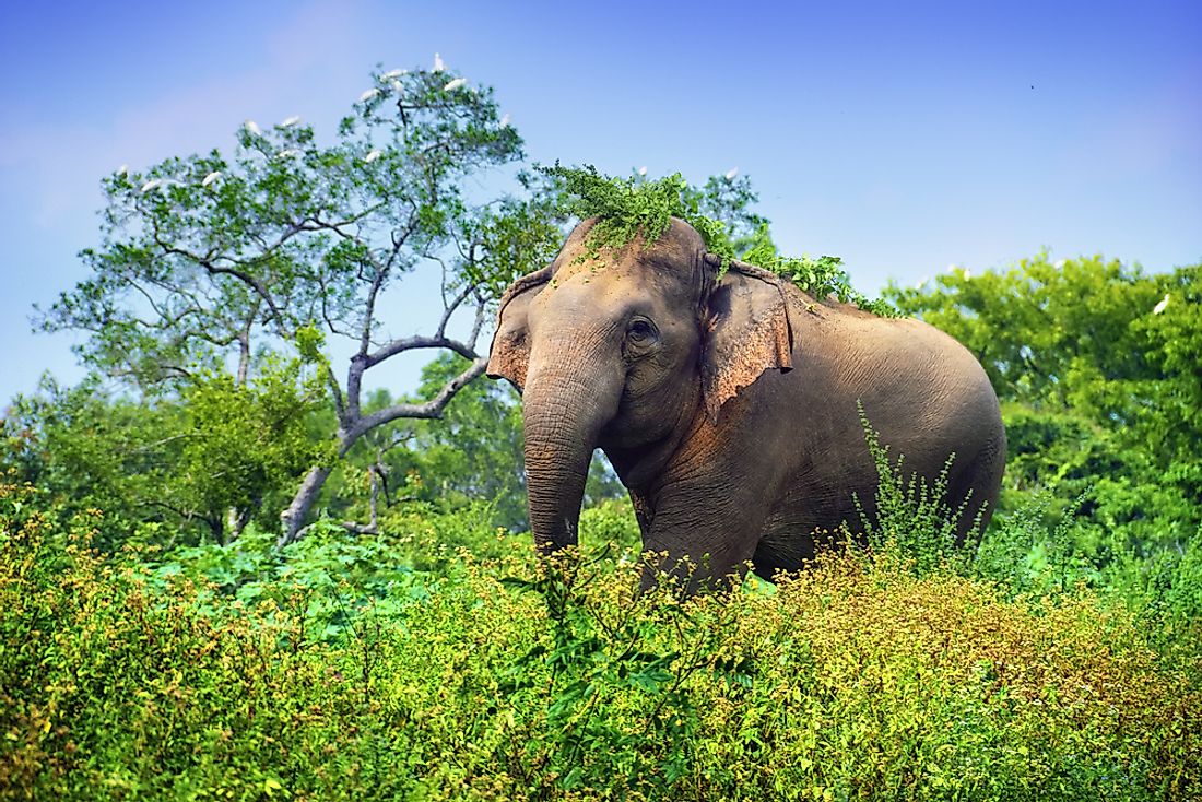 The Asian elephant is one of Bangladesh's endangered animals. 