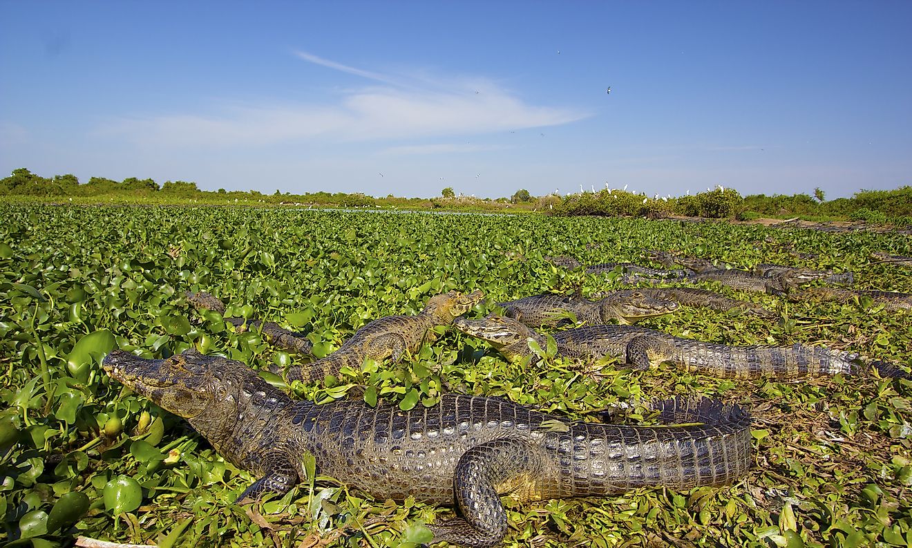 Caymans in the Pantanal. Image credit: Roberto Tetsuo Okamura/Shutterstock.com