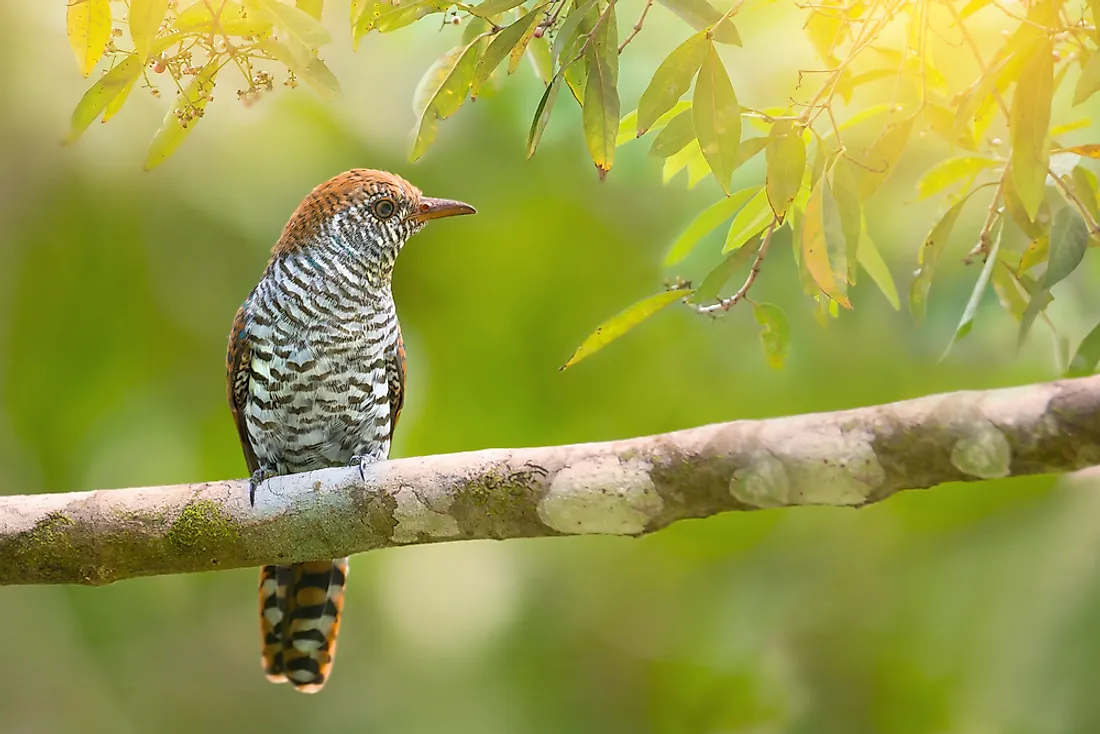 Female violet cuckoos display brownish green while males have iridescent violet chin and breast. 