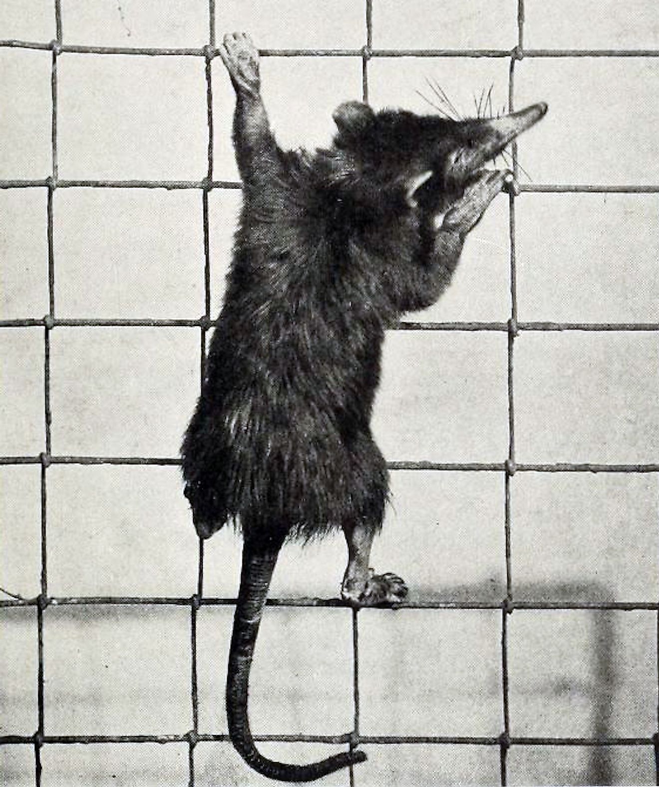 Specimen of a Cuban solenodon at the New York Zoo. Image credit: New York Zoological Society (present-day Wildlife Conservation Society)