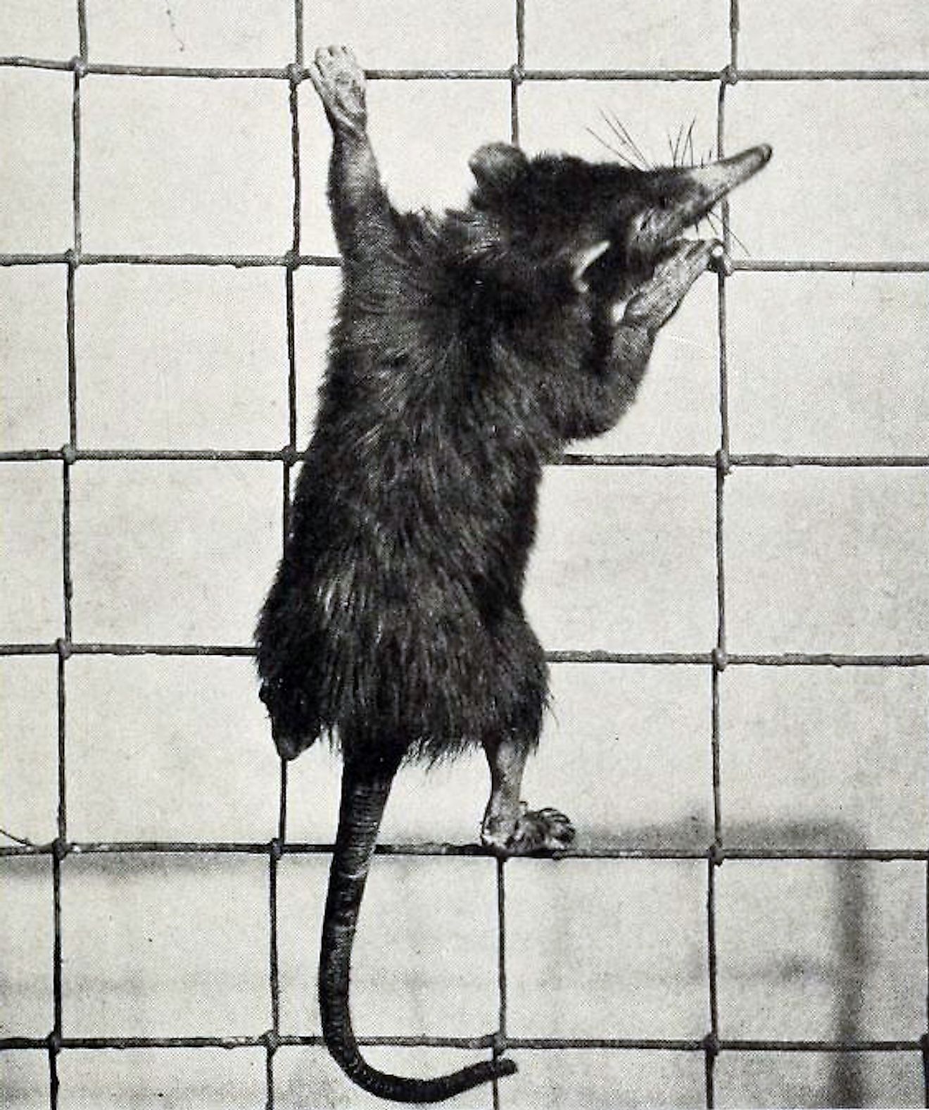 Marsupial Thought To Be Extinct Rediscovered In New South Wales Australia